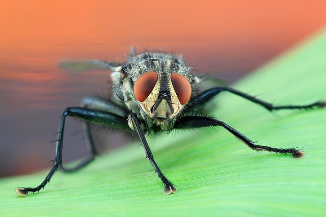 House fly icon Common house fly